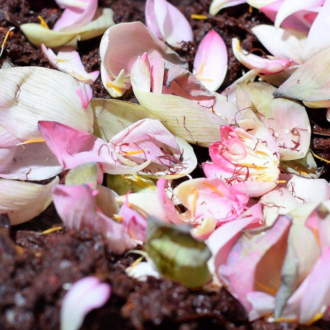 Magnesium Night Renewal Cream